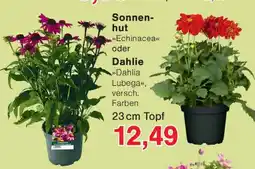 Wiglo Wunderland Sonnenhut oder Dahlie Angebot