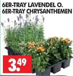 Wreesmann 6ER-TRAY LAVENDEL O. 6ER-TRAY CHRYSANTHEMEN Angebot