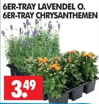 Wreesmann 6ER-TRAY LAVENDEL O. 6ER-TRAY CHRYSANTHEMEN Angebot