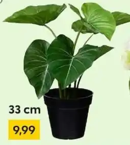 Rusta Pflanze Angebot