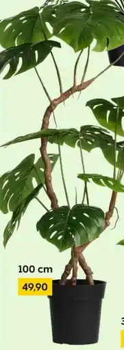 Rusta Monstera Angebot
