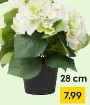 Rusta Hyazinthen Angebot