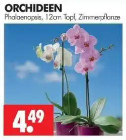 Wreesmann ORCHIDEEN Phalaenopsis Angebot