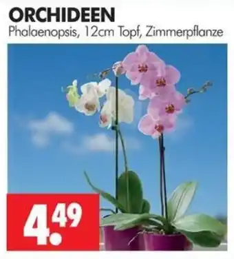 Wreesmann ORCHIDEEN Phalaenopsis Angebot