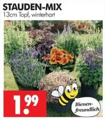 Wreesmann STAUDEN-MIX Angebot