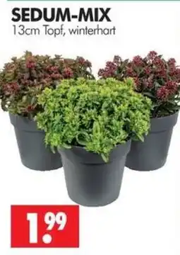 Wreesmann SEDUM-MIX Angebot