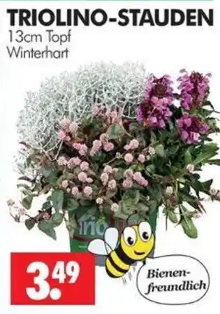 Wreesmann TRIOLINO-STAUDEN Angebot
