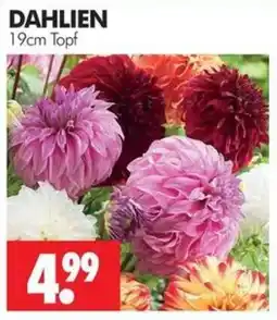 Wreesmann DAHLIEN Angebot
