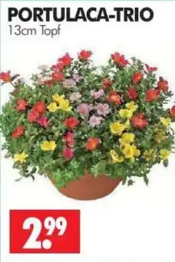 Wreesmann PORTULACA-TRIO Angebot