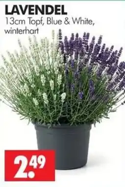 Wreesmann LAVENDEL Angebot