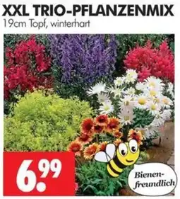Wreesmann XXL TRIO-PFLANZENMIX Angebot
