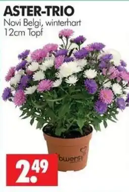 Wreesmann ASTER-TRIO Novi Belgi Angebot