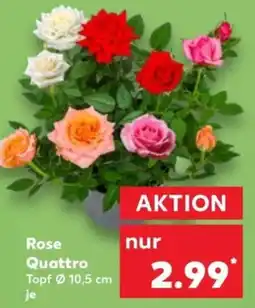 Kaufland Rose Quattro Angebot