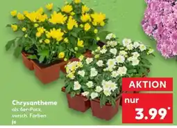 Kaufland Chrysantheme Angebot