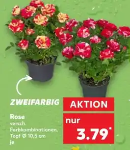 Kaufland Rose Angebot