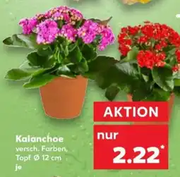 Kaufland Kalanchoe Angebot