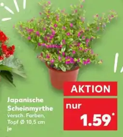 Kaufland Japanische Scheinmyrthe Angebot