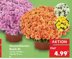 Kaufland Chrysanthemen-Busch XL Angebot