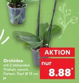 Kaufland Orchidee Angebot