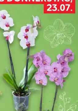 Kaufland Orchidee Angebot