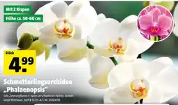Hagebau Schmetterlingsorchidee "Phalaenopsis" Angebot