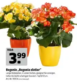Hagebau Begonie „Begonia elatior“ Angebot