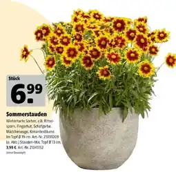 Hagebau Sommerstauden Angebot