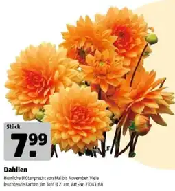 Hagebau Dahlien Angebot