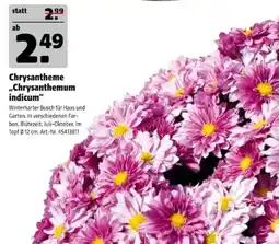 Hagebau Chrysanthemum indicum Angebot