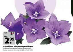 Hagebau Ballonblume „Platycodon grandiflorus“ Angebot