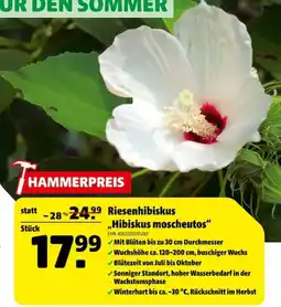 Hagebau Riesenhibiskus "Hibiskus moscheutos" Angebot