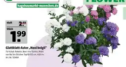 Hagebau Glattblatt-Aster „Novi belgii“ Angebot