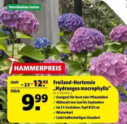 Hagebau Freiland-Hortensie „Hydrangea macrophylla“ Angebot