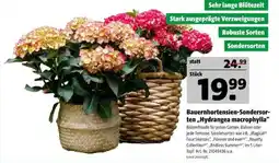 Hagebau Bauernhortensien-Sondersorten „Hydrangea macrophylla“ Angebot
