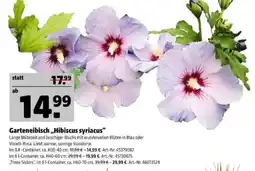 Hagebau Garteneibisch „Hibiscus syriacus“ Angebot