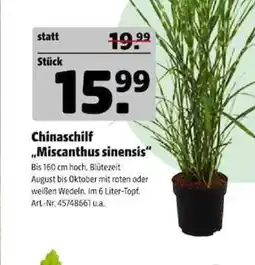 Hagebau Chinaschilf "Miscanthus sinensis" Angebot