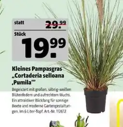 Hagebau Kleines Pampasgras „Cortaderia selloana ‚Pumila‘" Angebot