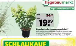 Hagebau Rispenhortensie „Hydrangea paniculata“ Angebot