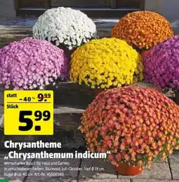 Hagebau Chrysanthemum indicum Angebot