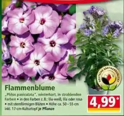 Norma Flammenblume Angebot