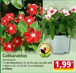 Norma Catharanthus Angebot