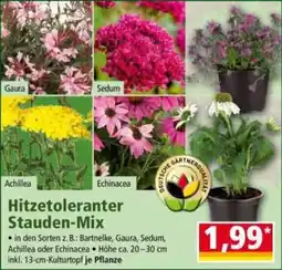 Norma Hitzetoleranter Stauden-Mix Angebot