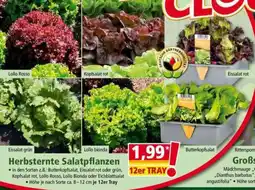 Norma Herbsternte Salatpflanzen Angebot