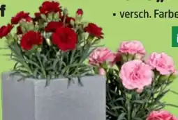 Thomas Philipps Nelken Dianthus Angebot