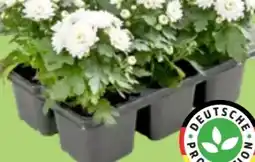 Thomas Philipps 6 Pflanzen im Tray Angebot