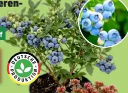 Thomas Philipps Heidelbeeren-Busch Angebot