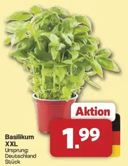 Famila Nord West Basilikum XXL Angebot