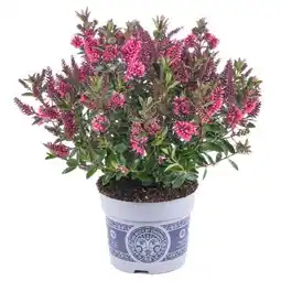 toom Baumarkt Veronika Hebe All Blooms Angebot