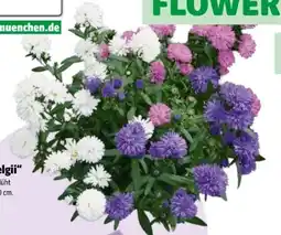 Hagebau Glattblattaster Aster novi-belgii Angebot
