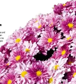 Hagebau Chrysanthemen Chrysanthemum indicum Angebot